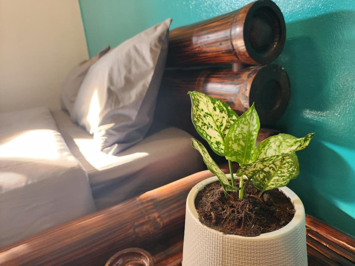 Hostel Blue Moon House - A Budget For Easy Travellers *